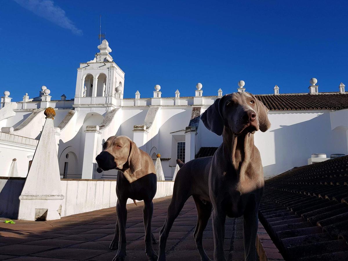 Convento Do Espinheiro, Historic Hotel & Spa Эвора Экстерьер фото Two Weimaraners